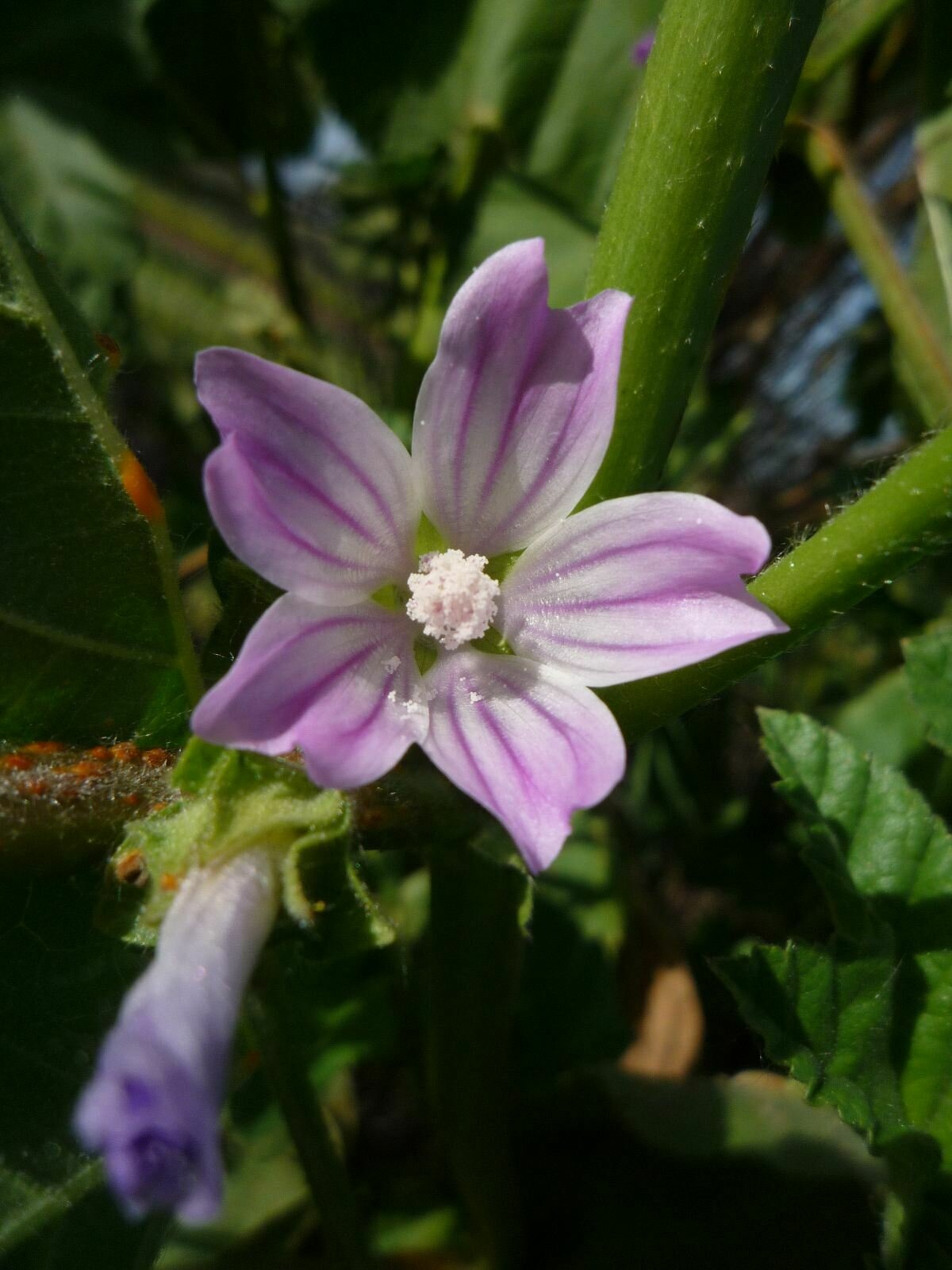 High Resolution Malva nicaeensis Flower